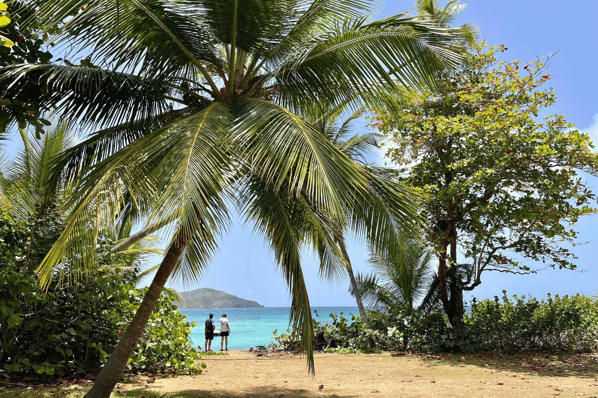 Tropical beach in St. Thomas, USVI with palm trees and Caribbean views